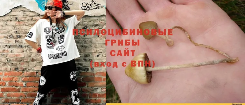 Псилоцибиновые грибы Cubensis  Верхний Тагил 